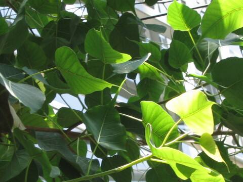 Ficus religiosa