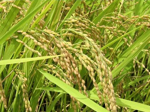 Oryza sativa