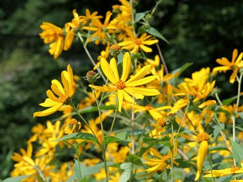 Helianthus strumosus