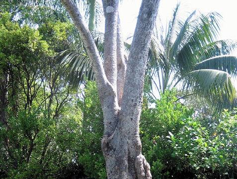 オクトパスツリー