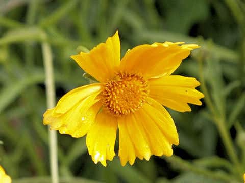 Coreopsis lanceolata