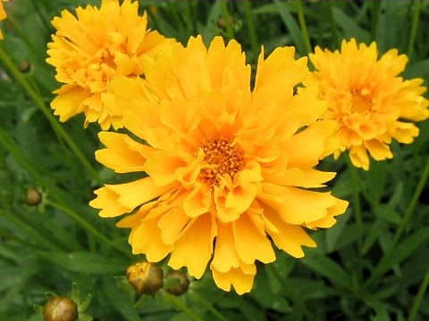 Coreopsis lanceolata