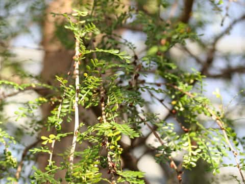 オペルクリカリア・デカリイ