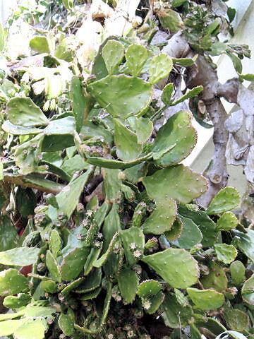 オプンティア・ウルガリス