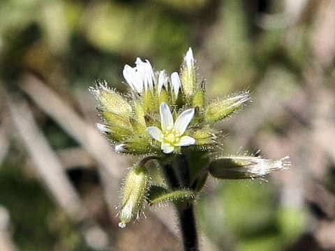 オランダ耳菜草