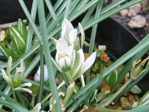 オーニソガラム・スアレオレンス