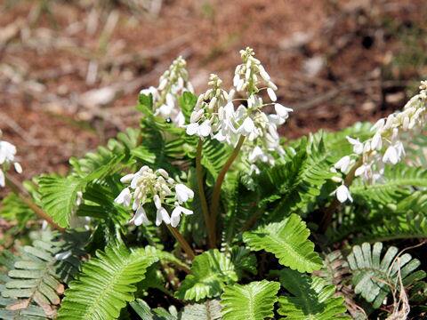 Pteridophyllum racemosum