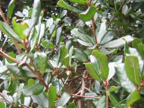 姥目樫・馬目樫