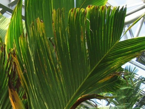 ウェルスカフェルティア・スプレンディダ