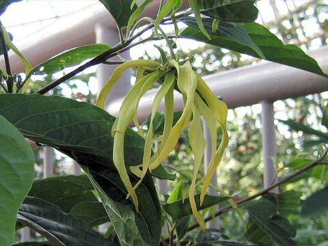 イランイランのき