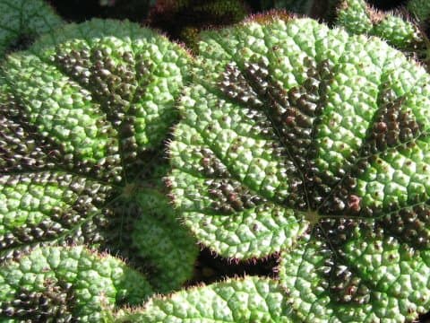 ベゴニア・マッソニアーナ