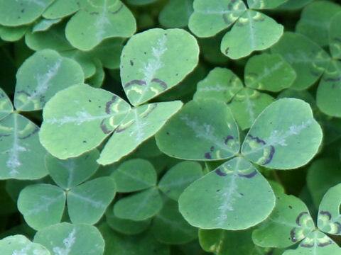 ブルークローバー