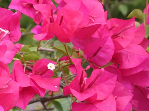 Bougainvillea spectabilis