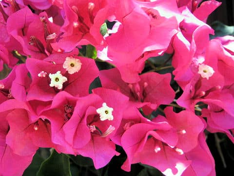 ブーゲンビレア