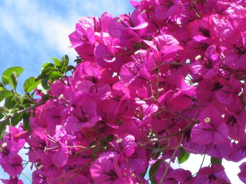 Bougainvillea spectabilis