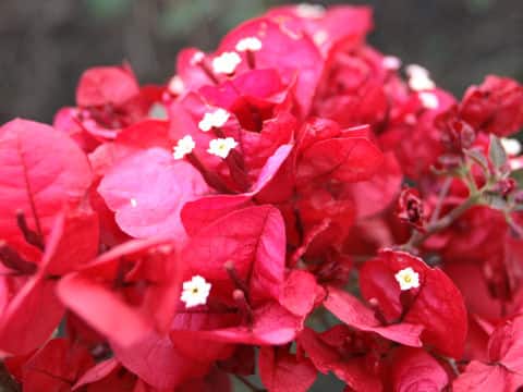Bougainvillea spectabilis