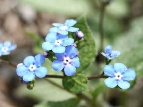 ブルンネラ・マクロフィラ