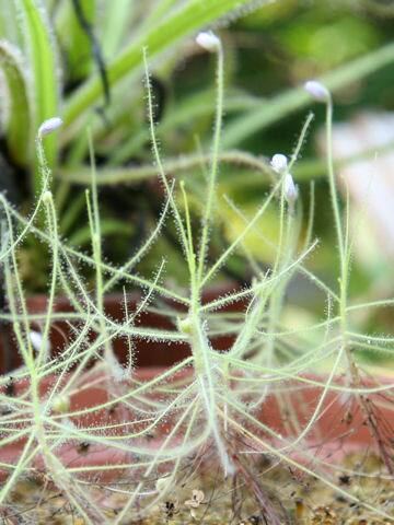 ビブリス・リニフローラ