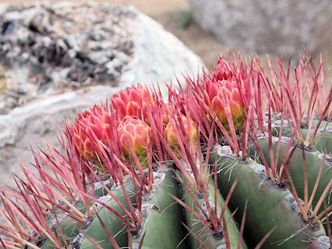 フェロカクツス・ピロースス