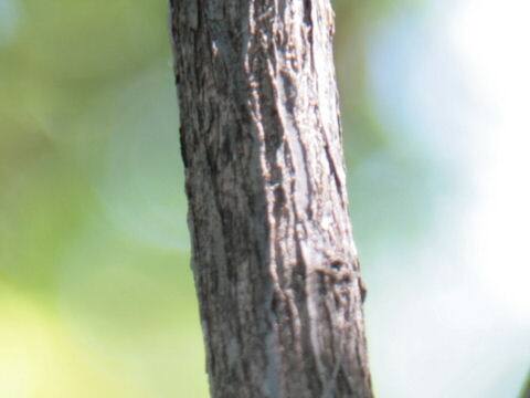 フェターブッシュ