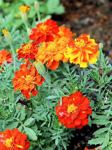 フレンチマリーゴールド