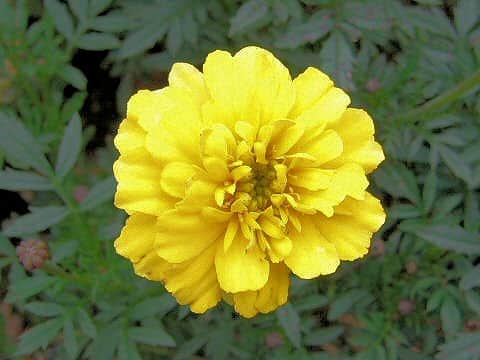 フレンチマリーゴールド