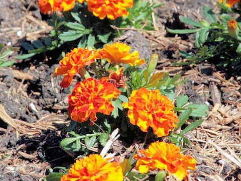 フレンチマリーゴールド