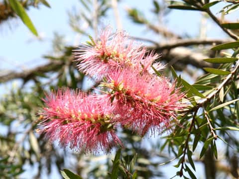 Callistemon citrinus