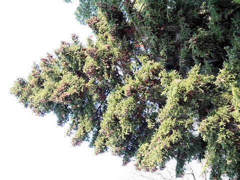Picea polita