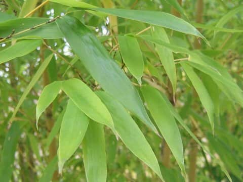 Phyllostachys nigra var. henonis
