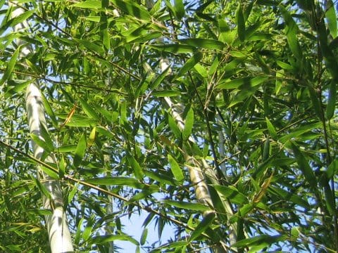 Phyllostachys nigra var. henonis