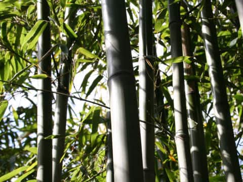 Phyllostachys nigra var. henonis