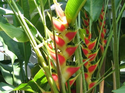 ヘリコニア・ワグネリアナ