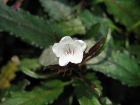 ヘミグラフィス・レパンダ