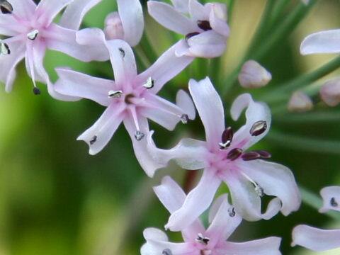 ヘッセア・ゼリヘリ