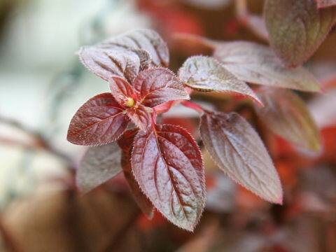 ヘテロケンテロン・エレガンス