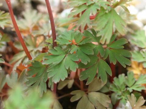 ヒマラヤ延胡索