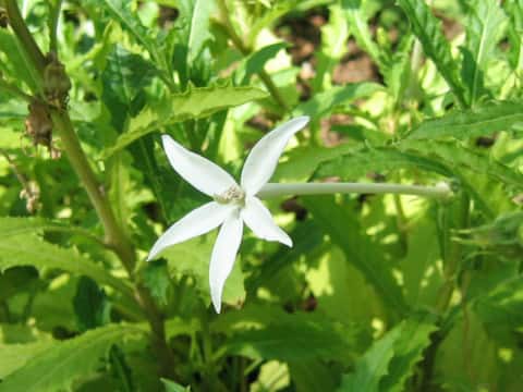 ヒッポブロマ・ロンギフローラ