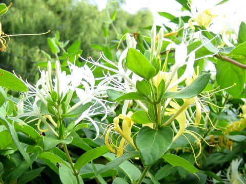 ハニーサックル