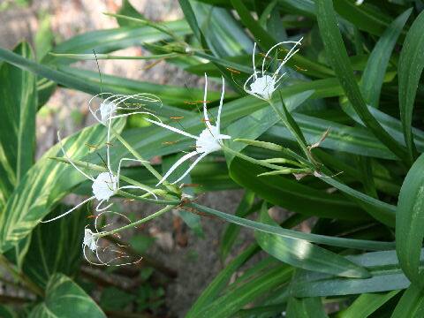 ヒメノカリス・スペキオサ