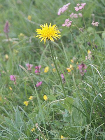 ヒポコエリス・ウニフローラ