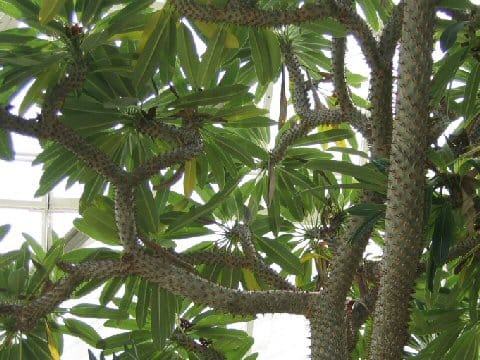 パキポジウム・ゲアイー