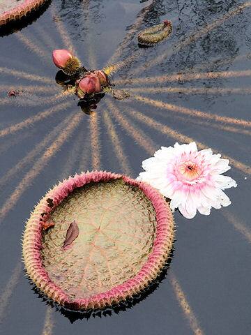 パラグアイ鬼蓮