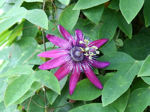 パッシフローラ・ライラックレディ