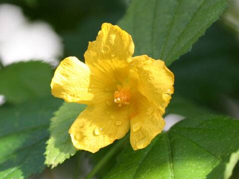 パボニア・スピニフェクス