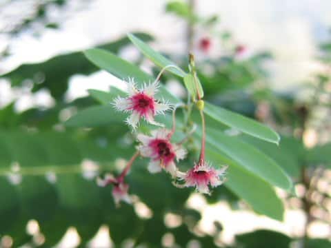 フィランツス・プルケール