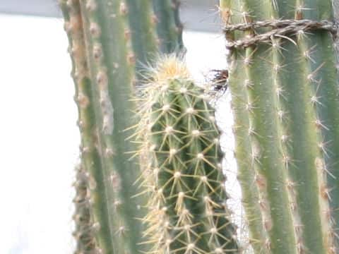 ピロソケレウス・レウコケファルス