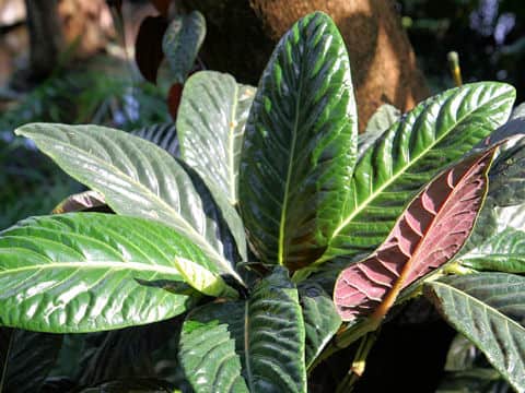 ピペル・マグニフィクム