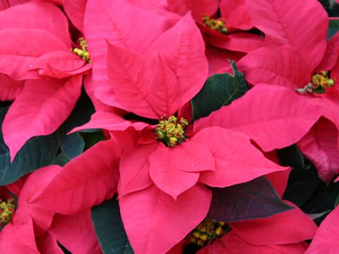 ポインセチア