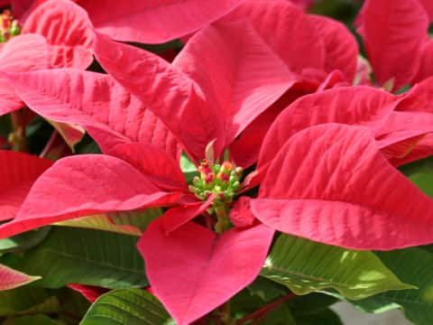 ポインセチア